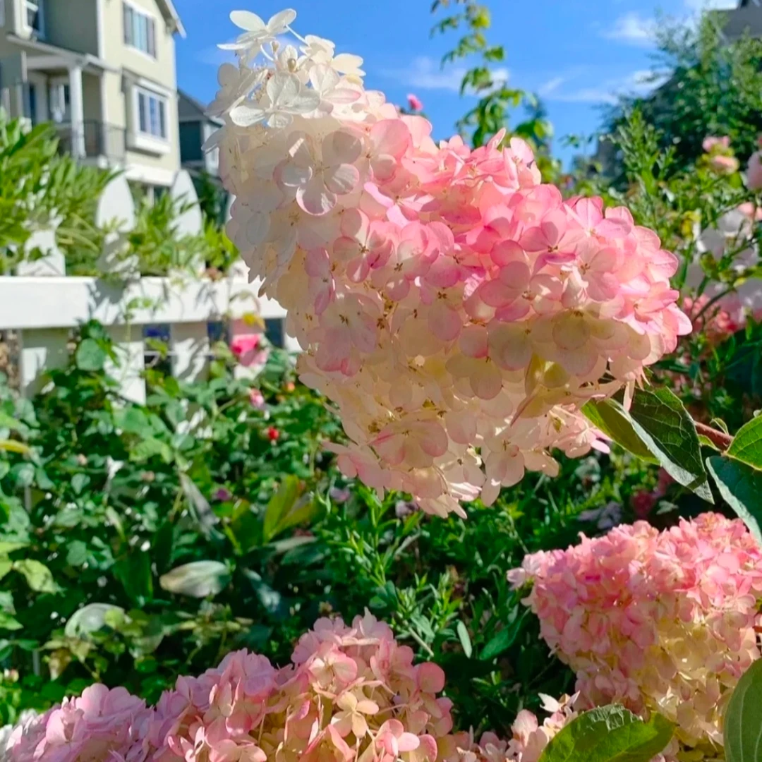 永源花坊《香草草莓》贵州露天圆锥琇球