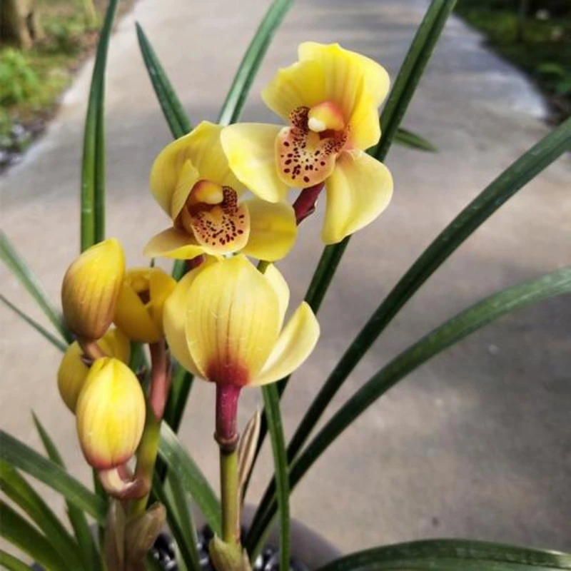 建兰金凤凰（带花苞）金黄色花兰花苗好养易活易开花盆栽花卉绿植