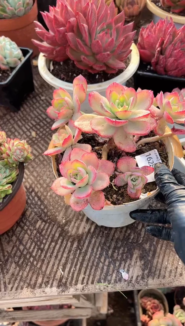 隔**王多肉植物一物一拍16256