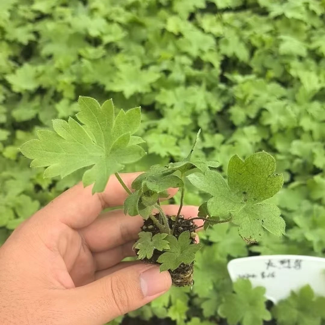 （大花飞燕花苗）云南基地直发耐寒耐热多年生好养活阳台庭院种植