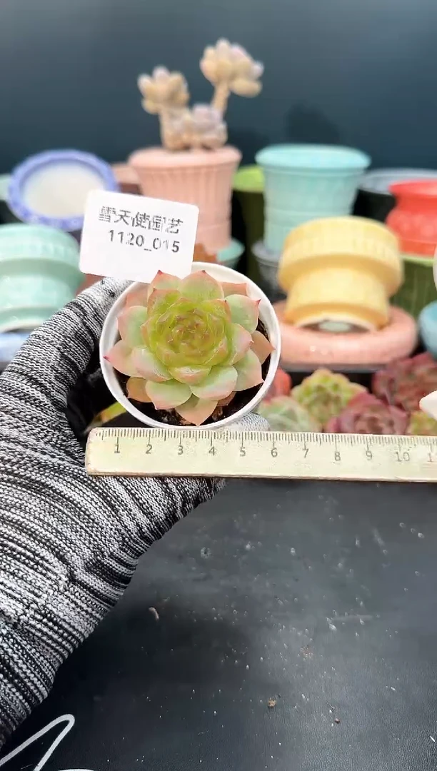 1120-  015青山 （冠幅5. 5 cm）