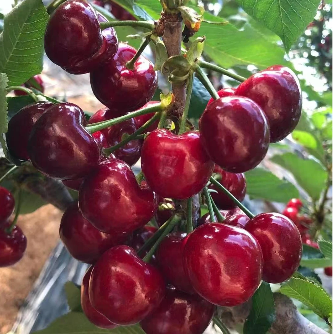 正宗樱桃苗车厘子耐寒南北种植盆栽树苗果树