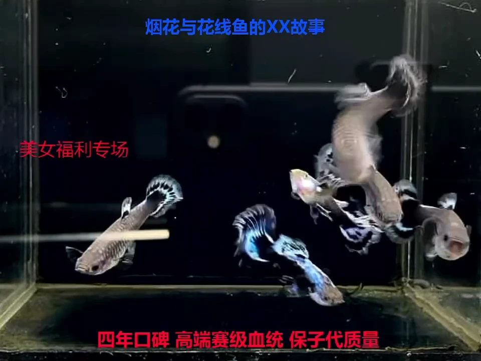 孔雀鱼青花瓷亚成精品2对加备损