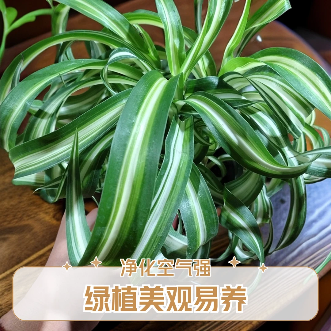 卷叶吊兰绿植客厅盆栽室内净化空气吸甲醛易养花卉金边吊兰特大号