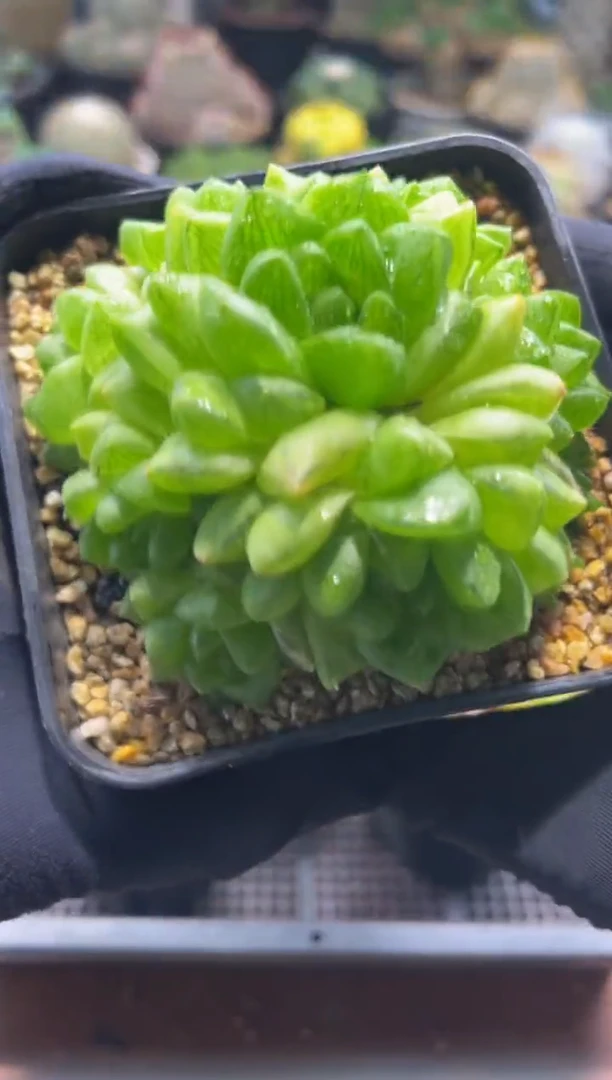 霸道姐专拍青蛙嘴玉露捧花带盆