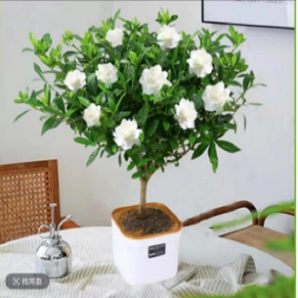 栀子花四季开花浓香带花苞庭院阳台室内室外新手易养庭院绿植