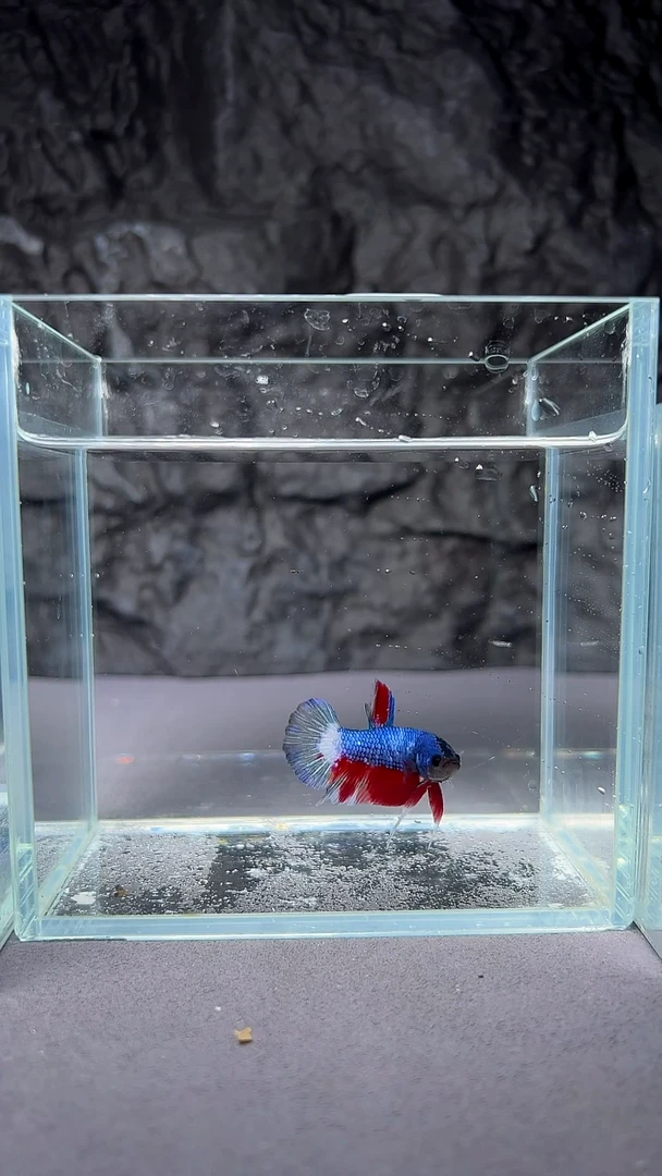 斗鱼竞拍链接A044