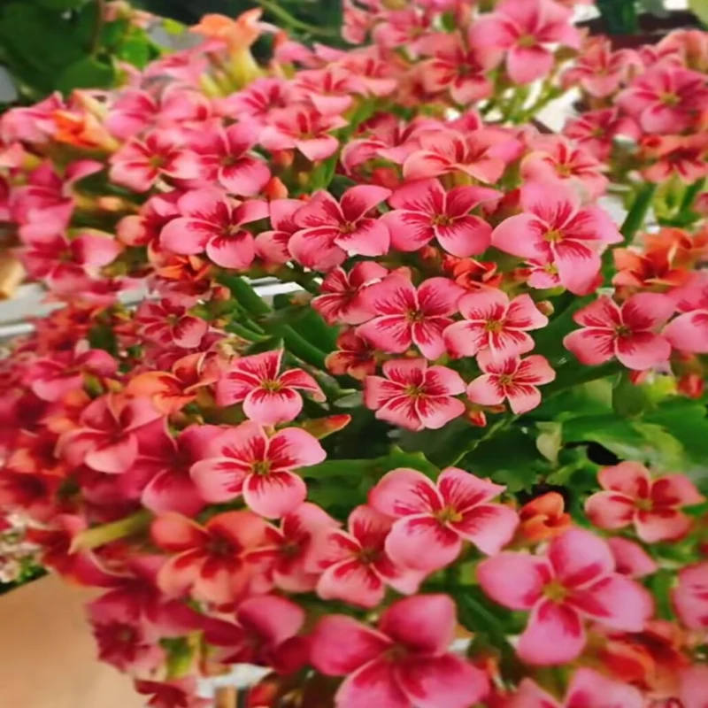 史莱克 长寿花110