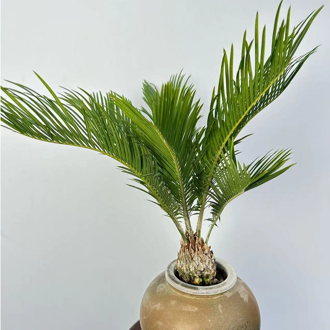 铁树盆栽室内水培绿植盆景桌面植物净化空气防辐射
