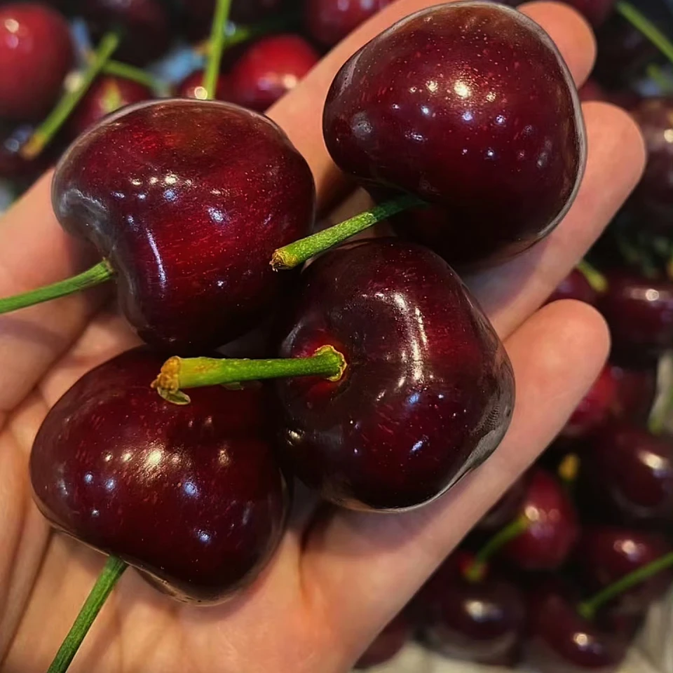 开箱样品 原箱5斤4J 进口智利车厘子 JJJJ 海运 当季新鲜水果 多汁鲜嫩 内附果径卡 桑提娜樱桃智利共和国