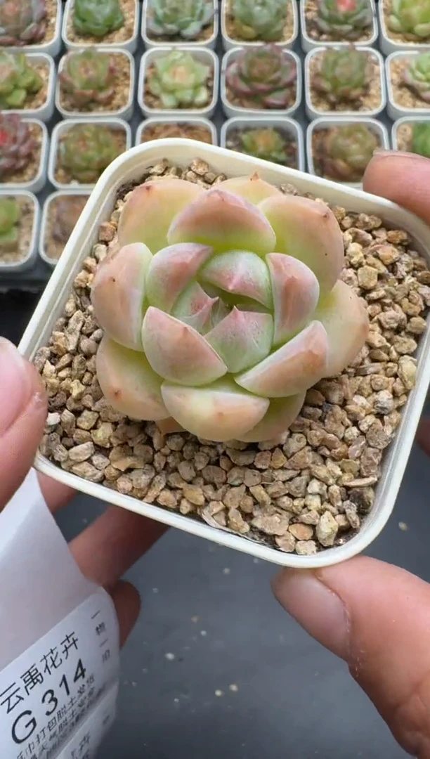 313G云禹多肉植物 脱土纸巾打包 3颗包邮