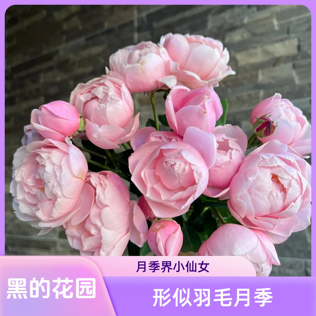 黑哥的花园羽毛月季耐热抗病四季变色勤花单花花期长被称为小仙女