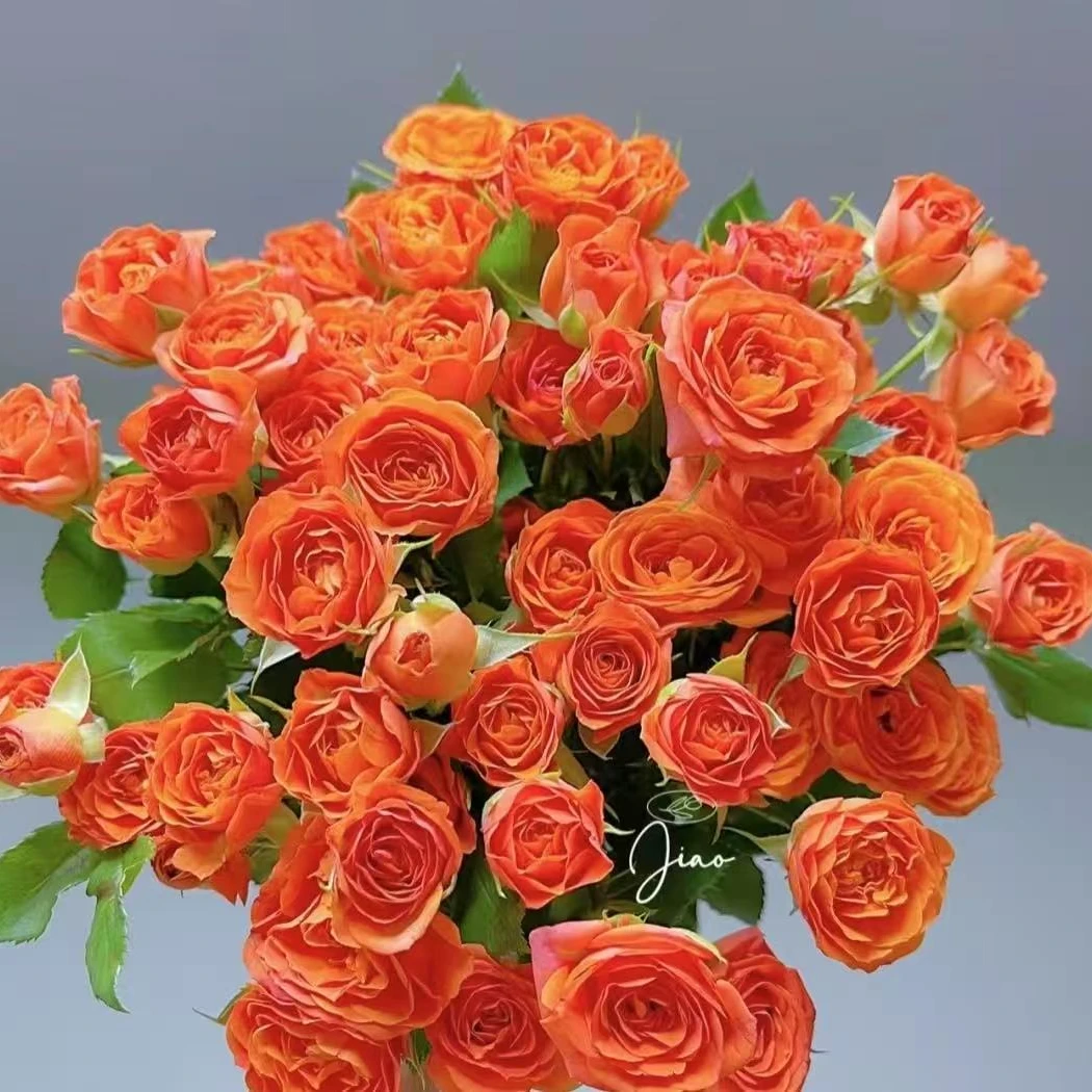 【橙色芭比多头玫瑰】任意两单及两单以上鲜花顺丰包邮发货