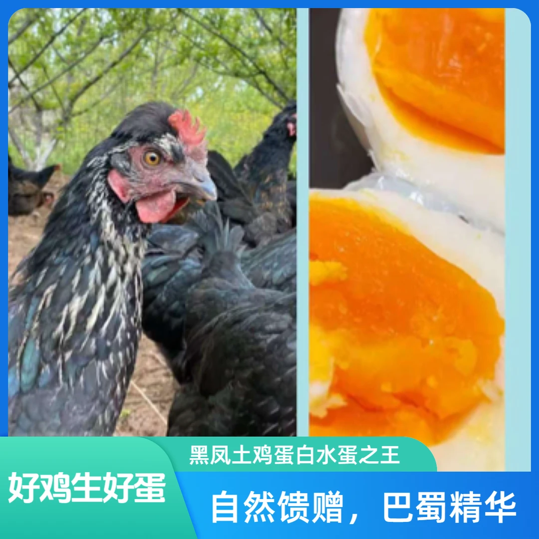 果城山里来深山散养柴鸡蛋纯天然营养食用新鲜农家土鸡蛋
