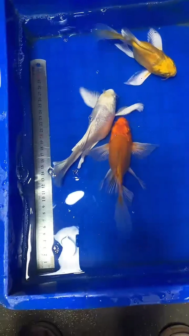 蝴蝶鲤鱼蝴蝶鲤直播选鱼专用链接 凭开箱视频售后