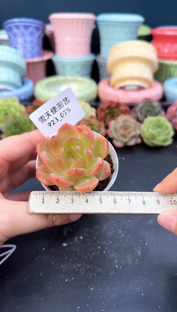 923-075青山（冠幅5cm）