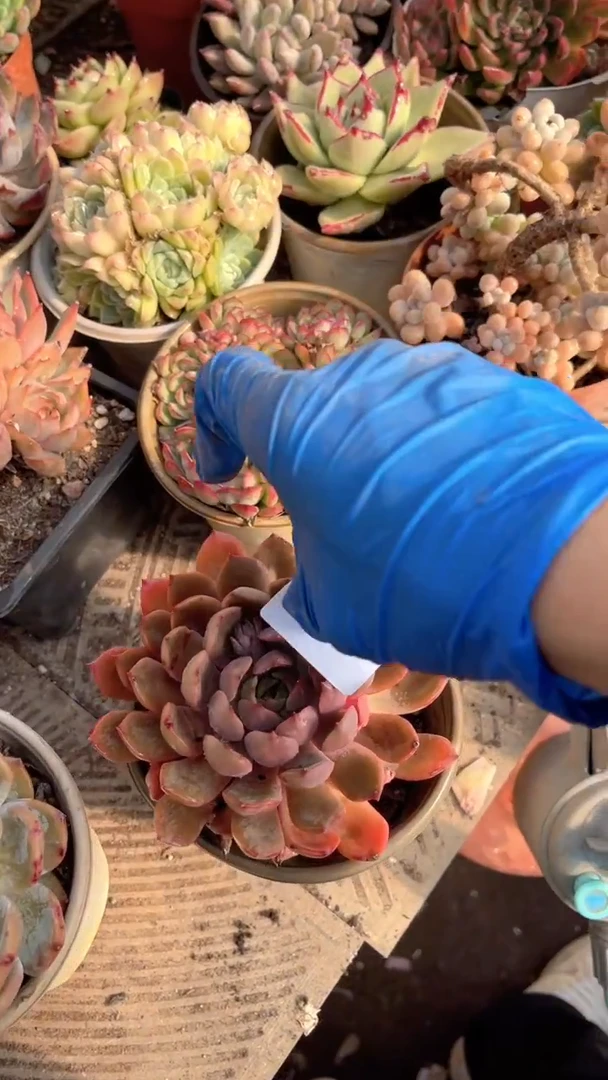 W****ɞ跃跃精品多肉04123