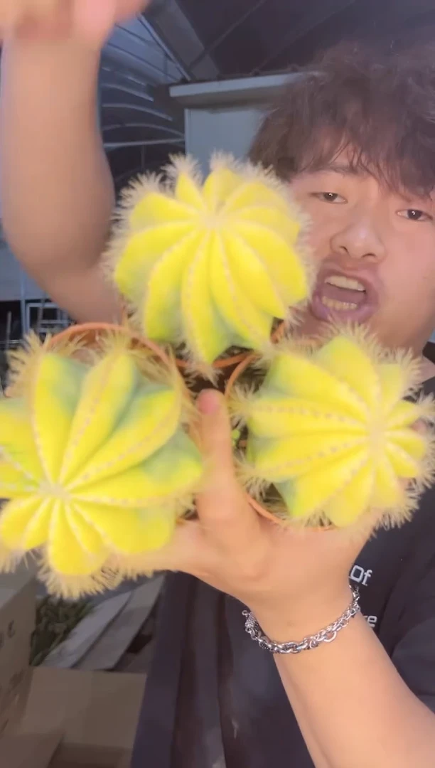 【闪购商品】5颗 单头 银光锦