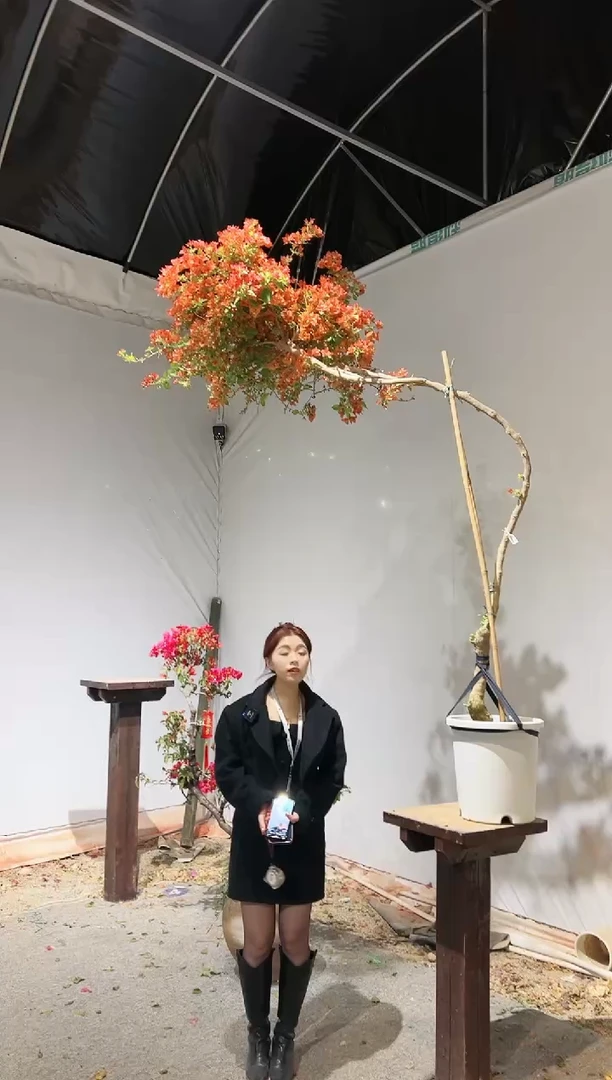 【闪购商品】盆景佩德罗