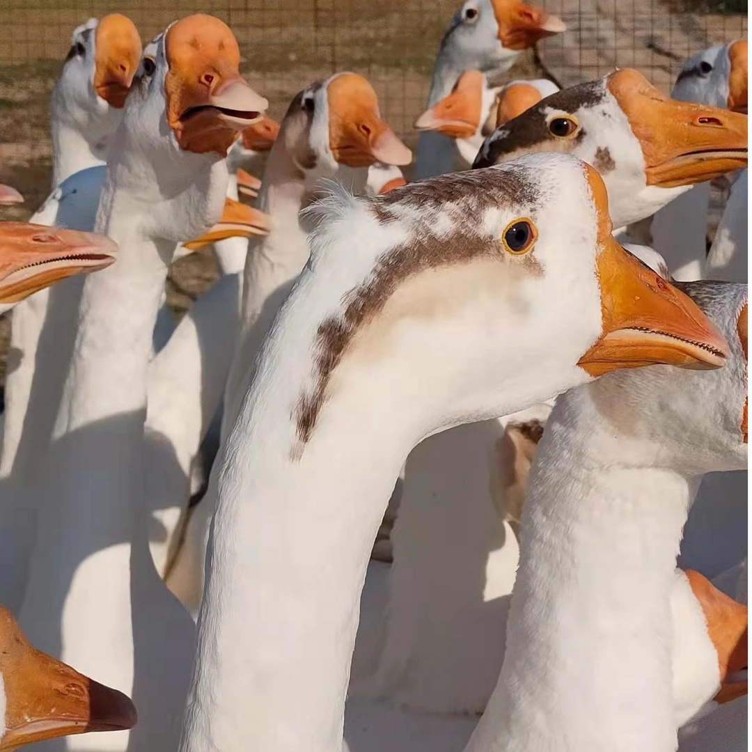 正宗三花大白鹅肉质鲜美农养散养生鲜发货