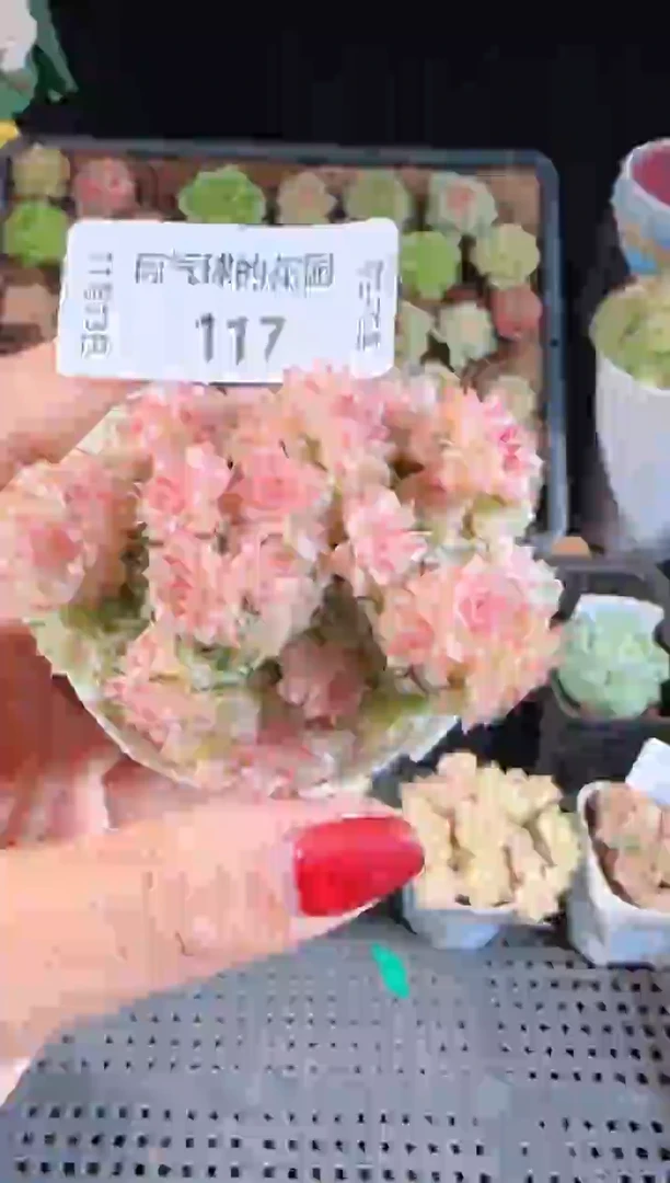 1113-117群生不包整