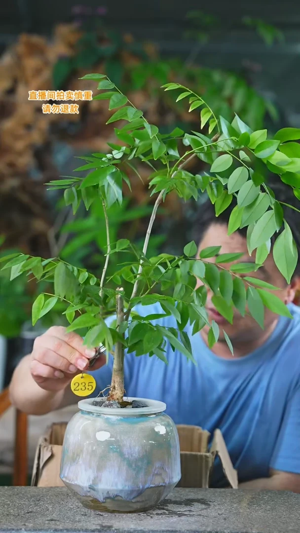 当前无花栽培后可以开花海南黄花梨235+