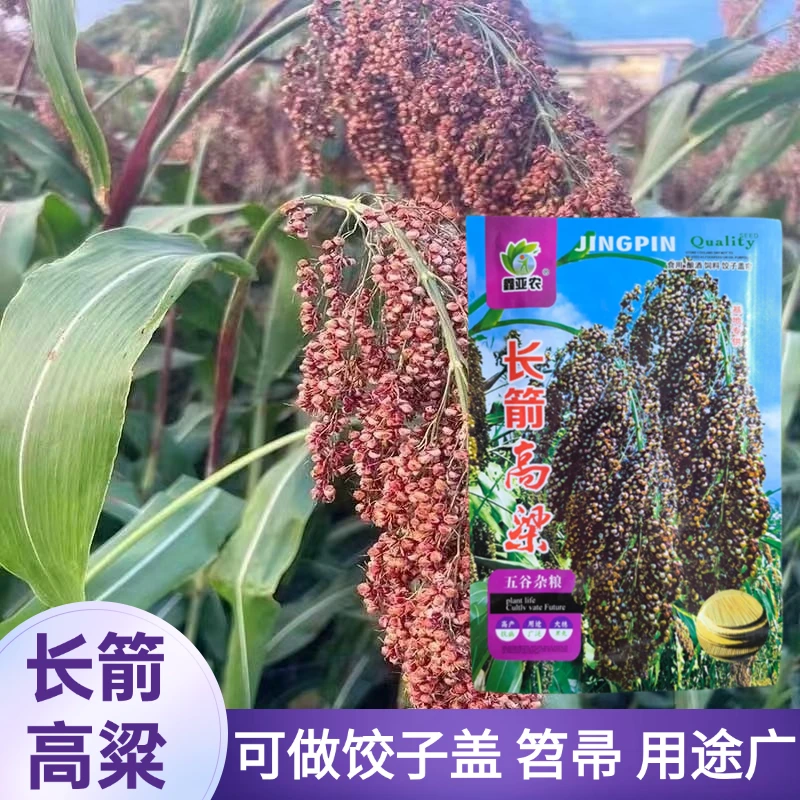 长箭高粱种子 抗旱耐瘠薄杂粮种子绿化 做天然工艺品/盖帘/扫帚