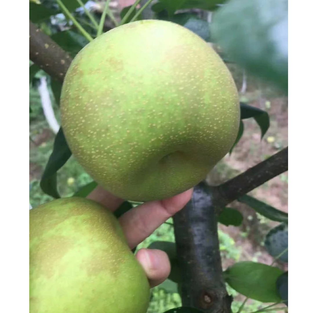 恩阳翠冠梨，个大汁水充足，清香脆甜