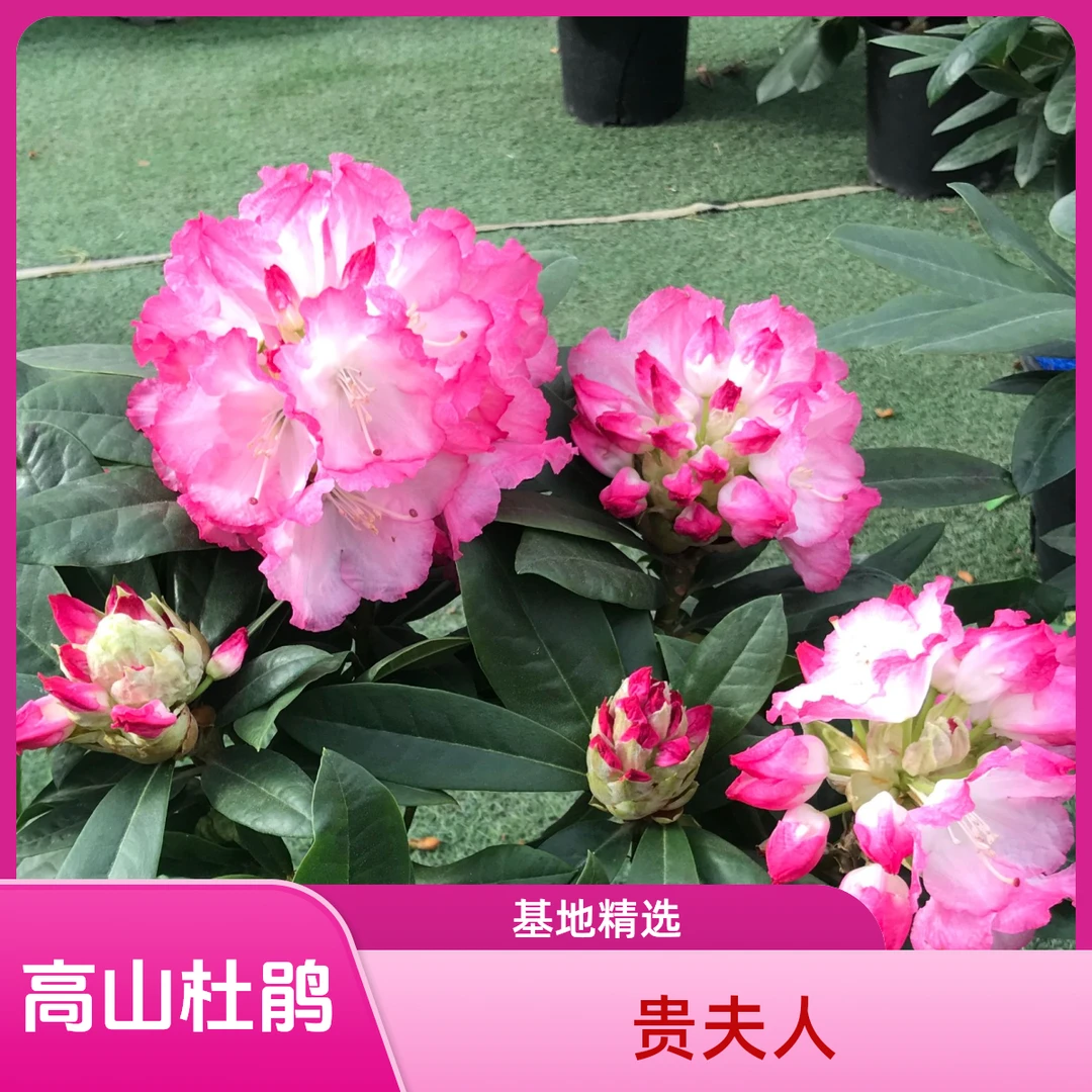 高山杜鹃-贵夫人1加仑盆 基地精选