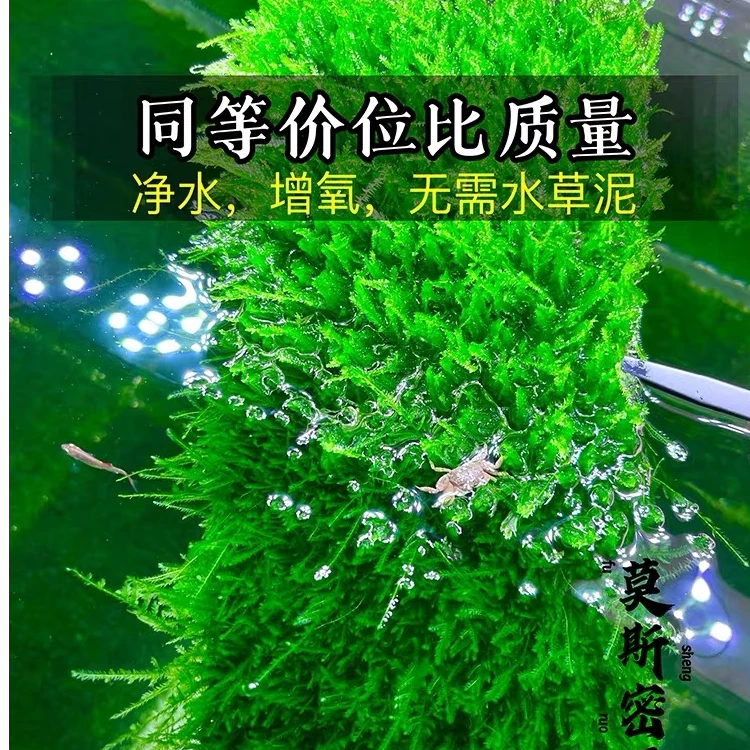 大三角莫斯片水草懒人 新手阴性水草 无需底沙增氧