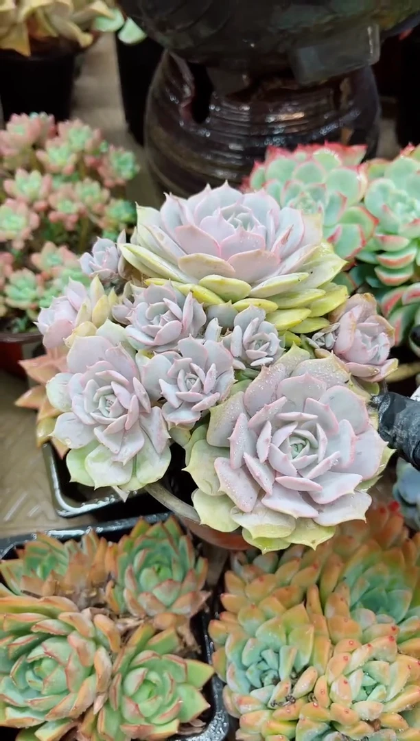 瞰**秋23059多肉植物一物一拍