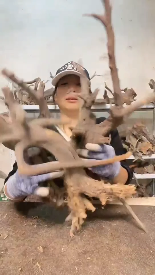 香榧木山***远太行崖柏直播间商品