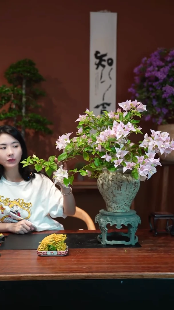 无花朵三角梅盆景盆景盆景