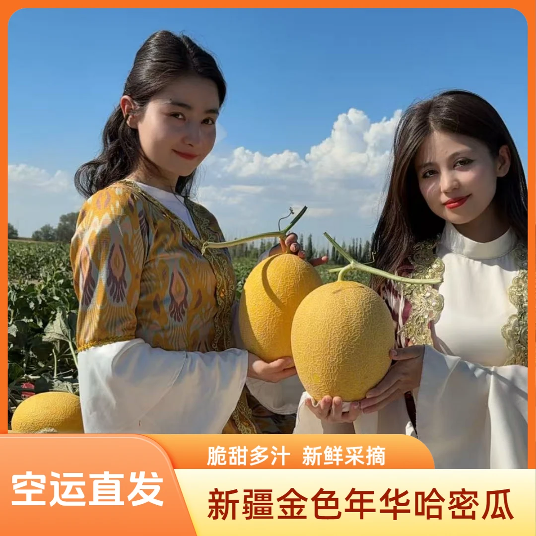 【新疆直发  空运包邮】 新建哈密瓜金色年华头茬新鲜采摘脆甜爆汁