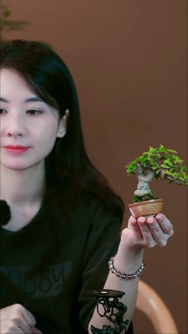 无花朵P****2水茉莉盆景盆景盆景