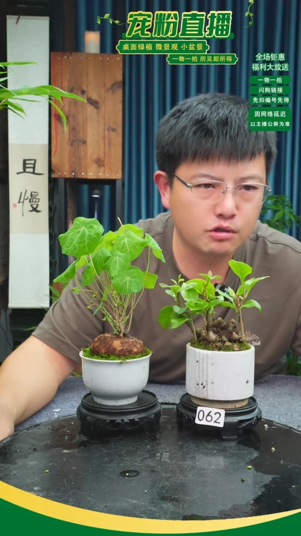 无花朵《**》苔藓微景观062号