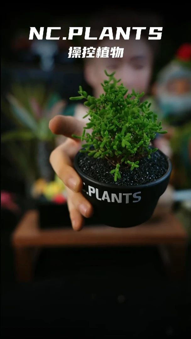 无花朵冰晶小树（一物一拍