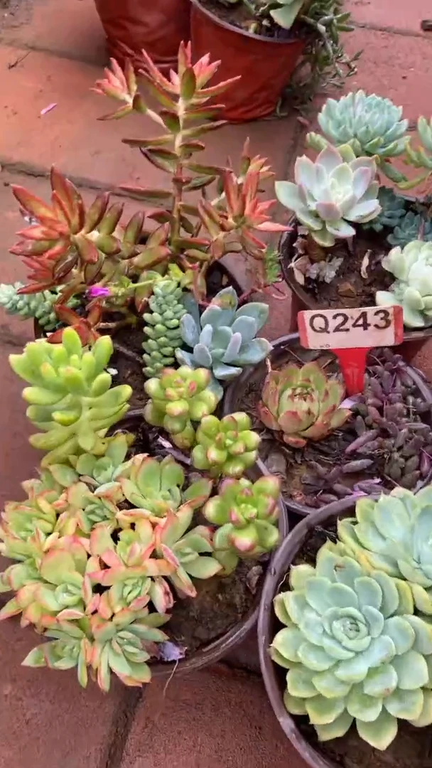 Q243多肉组合默认脱土发货