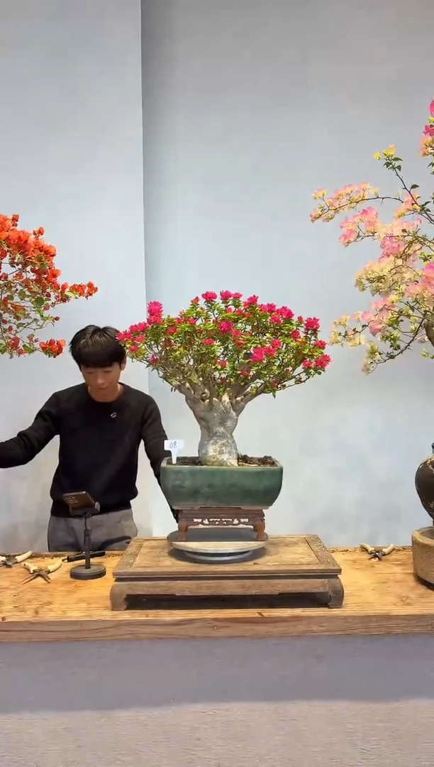 以实际为准城****院三角梅8