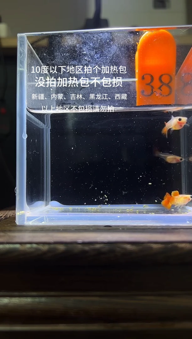 孔雀鱼银河普通体38