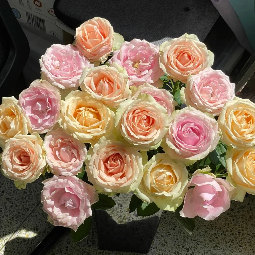 花约粉丝专属【香槟玫瑰5支+粉红雪山5支+非洲菊5支】鲜花次日达批发直播品质鲜花 全场任意满两单顺丰包邮