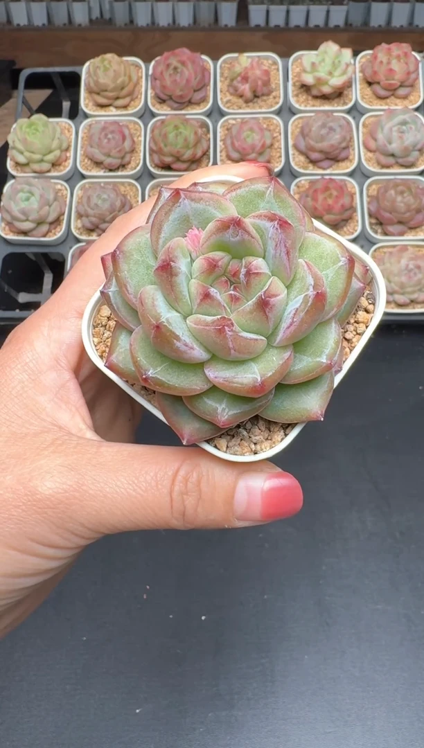 【闪购商品】657A号一物一拍多肉花卉植物拍3颗起发