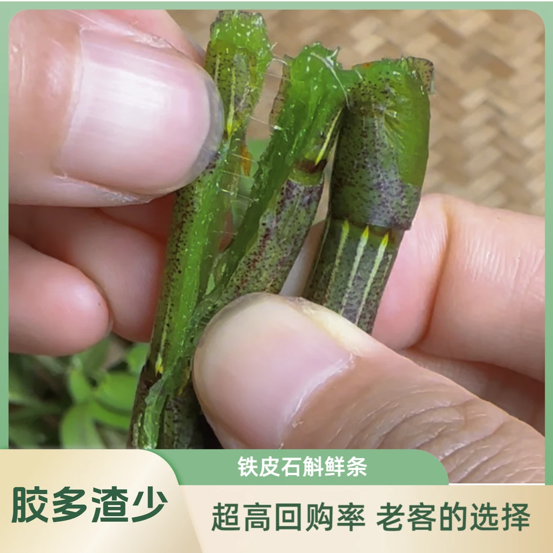 正宗铁皮石斛鲜条鲜石斛基地现摘现发新鲜石斛5年生250g