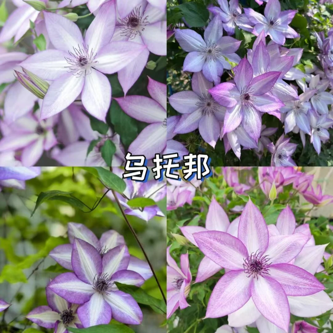 【乌托邦】1.5加仑铁线莲F系藤本植物多季单瓣大花