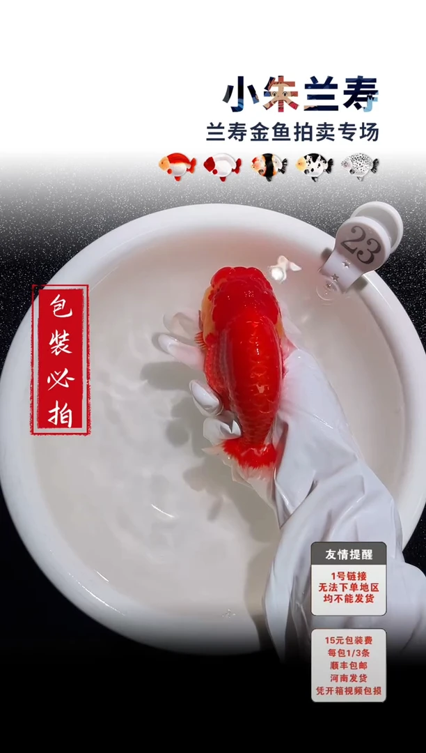 金鱼包装必拍未拍顺丰到付23号