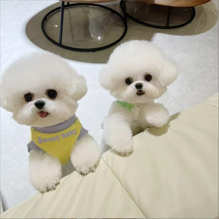 新(小帅是一只比熊家）T狗狗活体