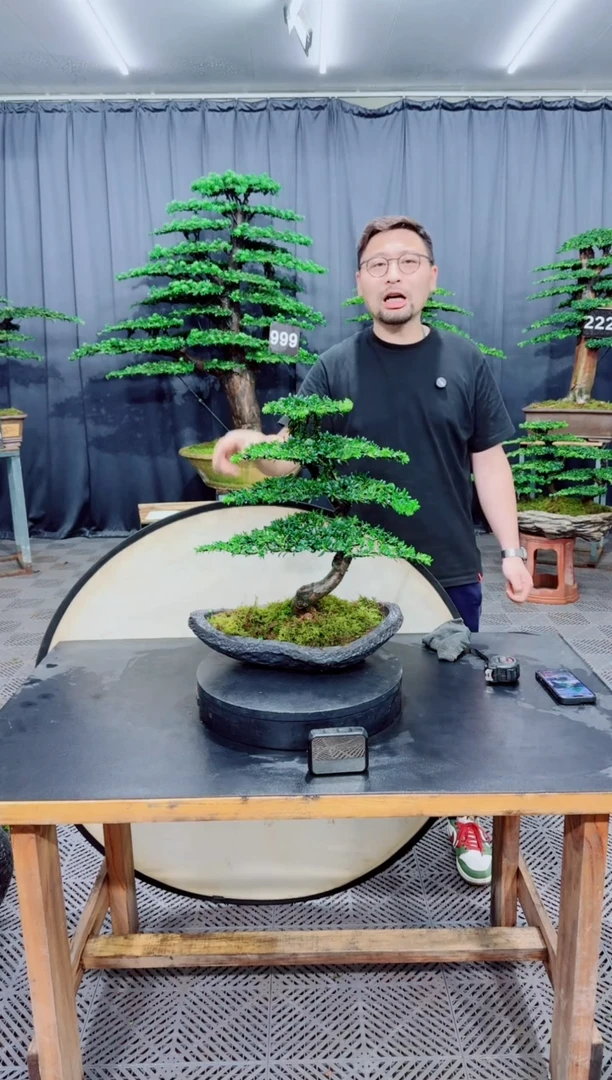 无花朵罗汉松盆景....