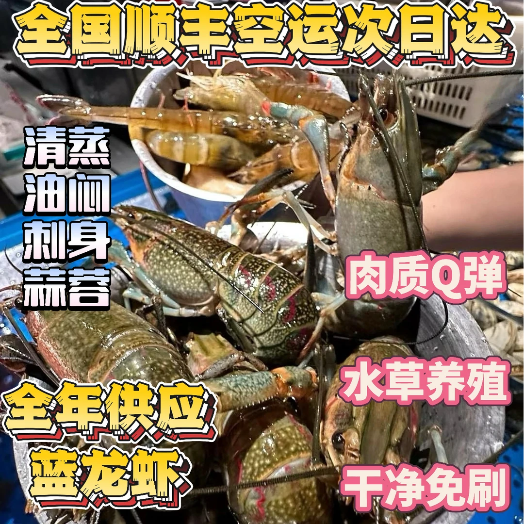 1斤7-9钱中号澳洲蓝龙虾,【顺丰空运】全国发货,活发包肥包鲜