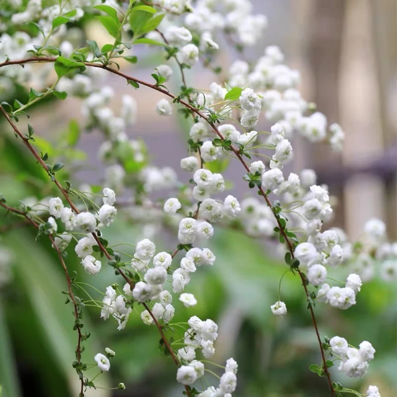 重瓣喷雪花树苗雪柳盆栽植物冬天庭院耐热耐寒多年生灌木花卉绿植
