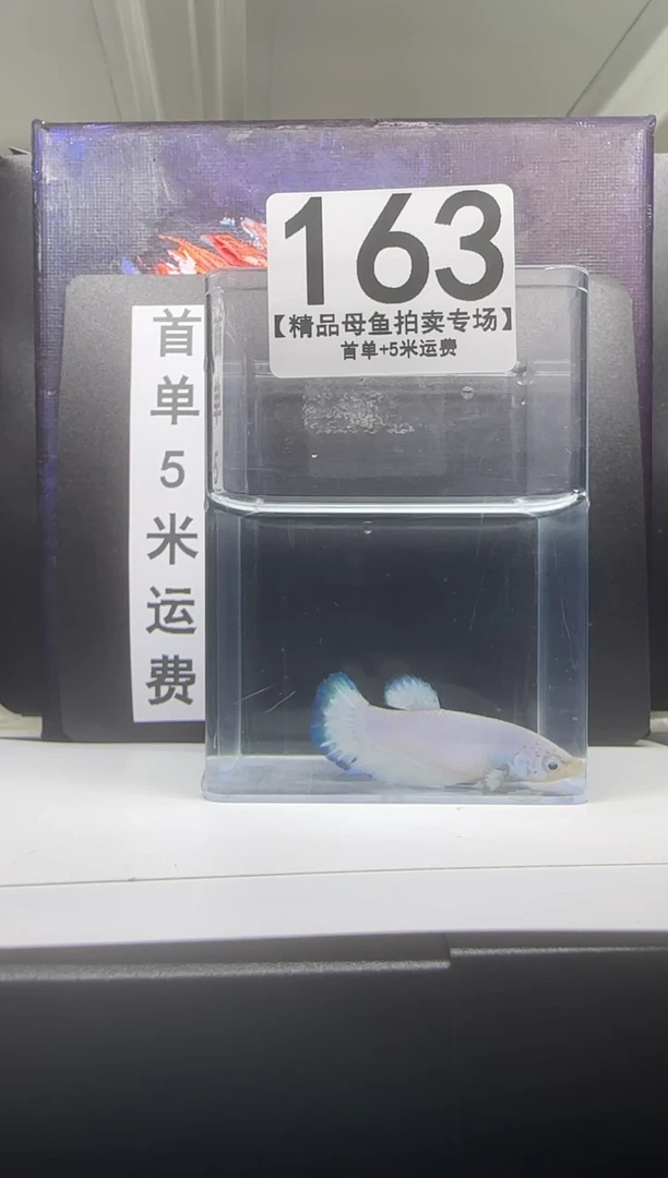 斗鱼母鱼编号：163